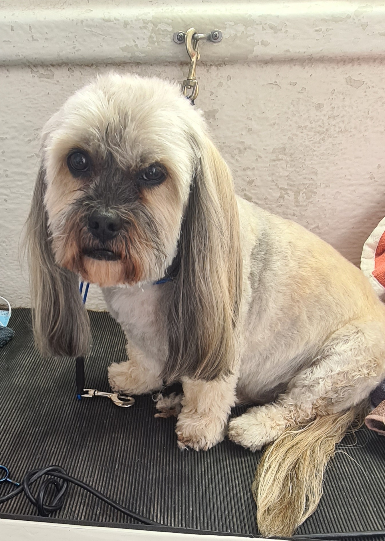 Happy Hounds Dog Wash and Grooming