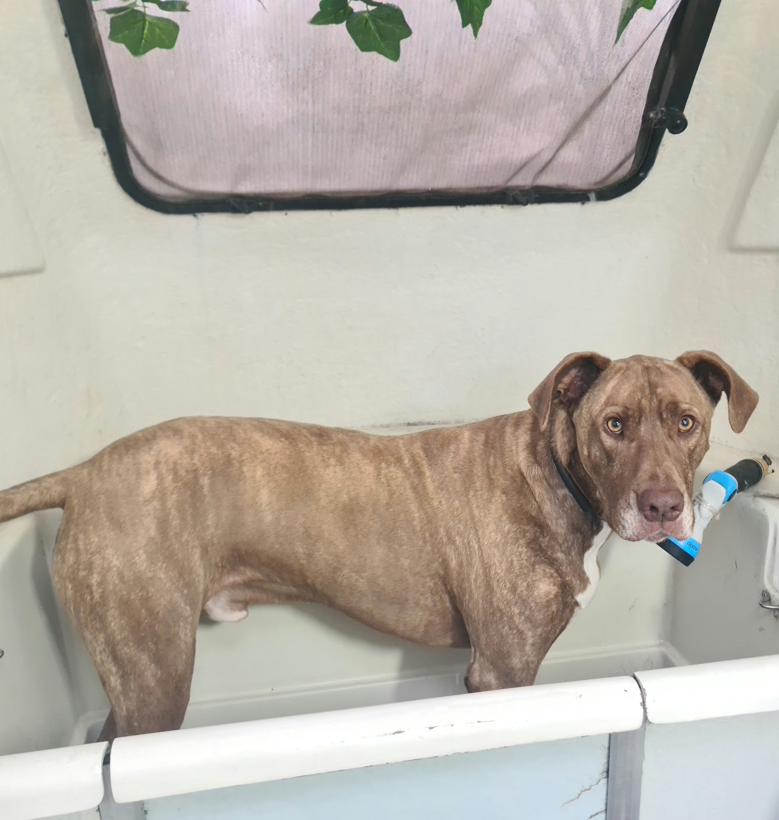 Happy Hounds Dog Wash and Grooming