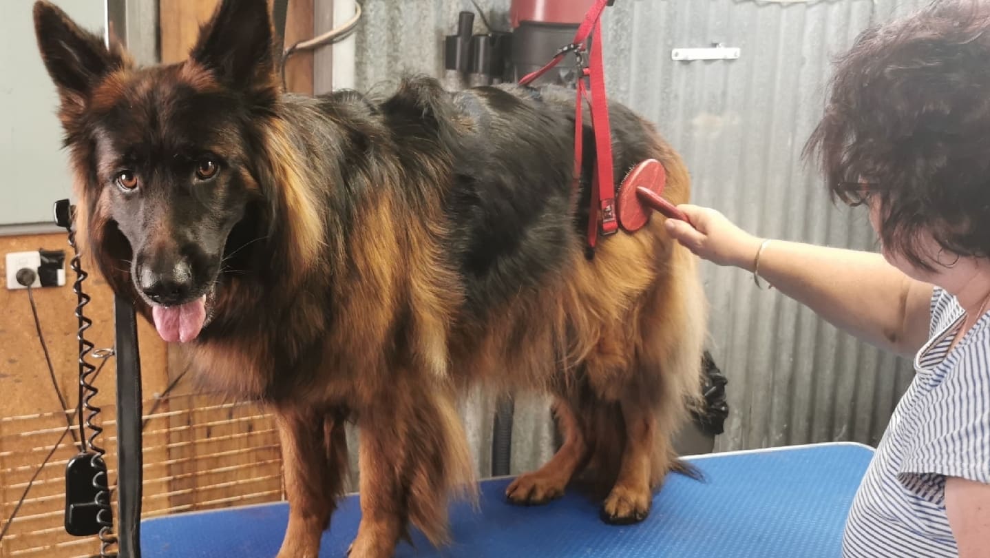 Bannockburn Dog Grooming and Pet Supplies — Pet Groomers