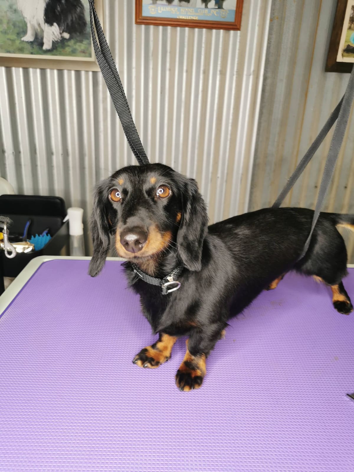 Bannockburn Dog Grooming and Pet Supplies