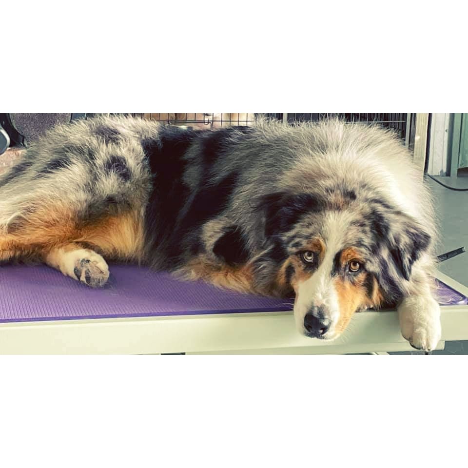 Bannockburn Dog Grooming and Pet Supplies