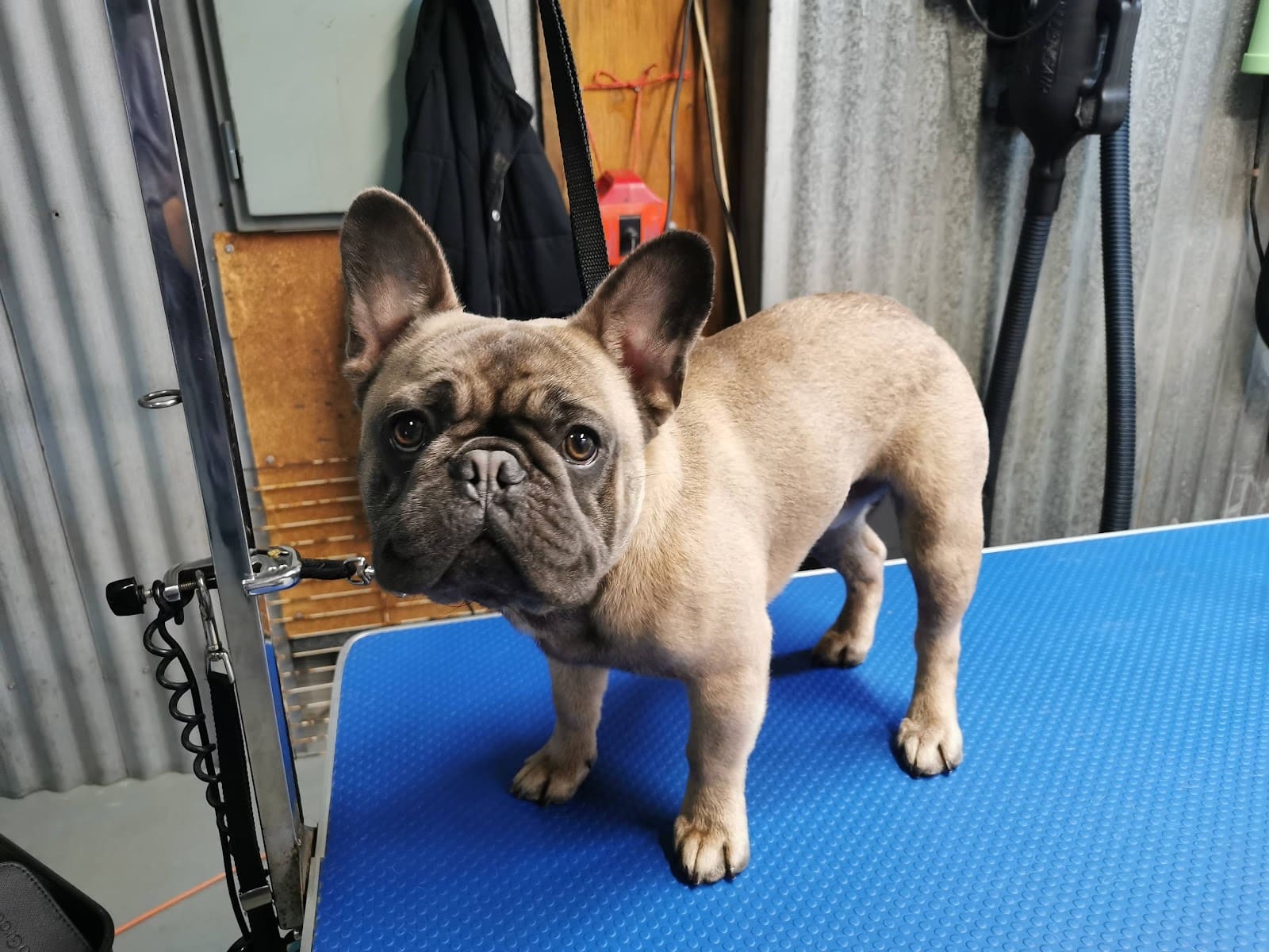 Bannockburn Dog Grooming and Pet Supplies