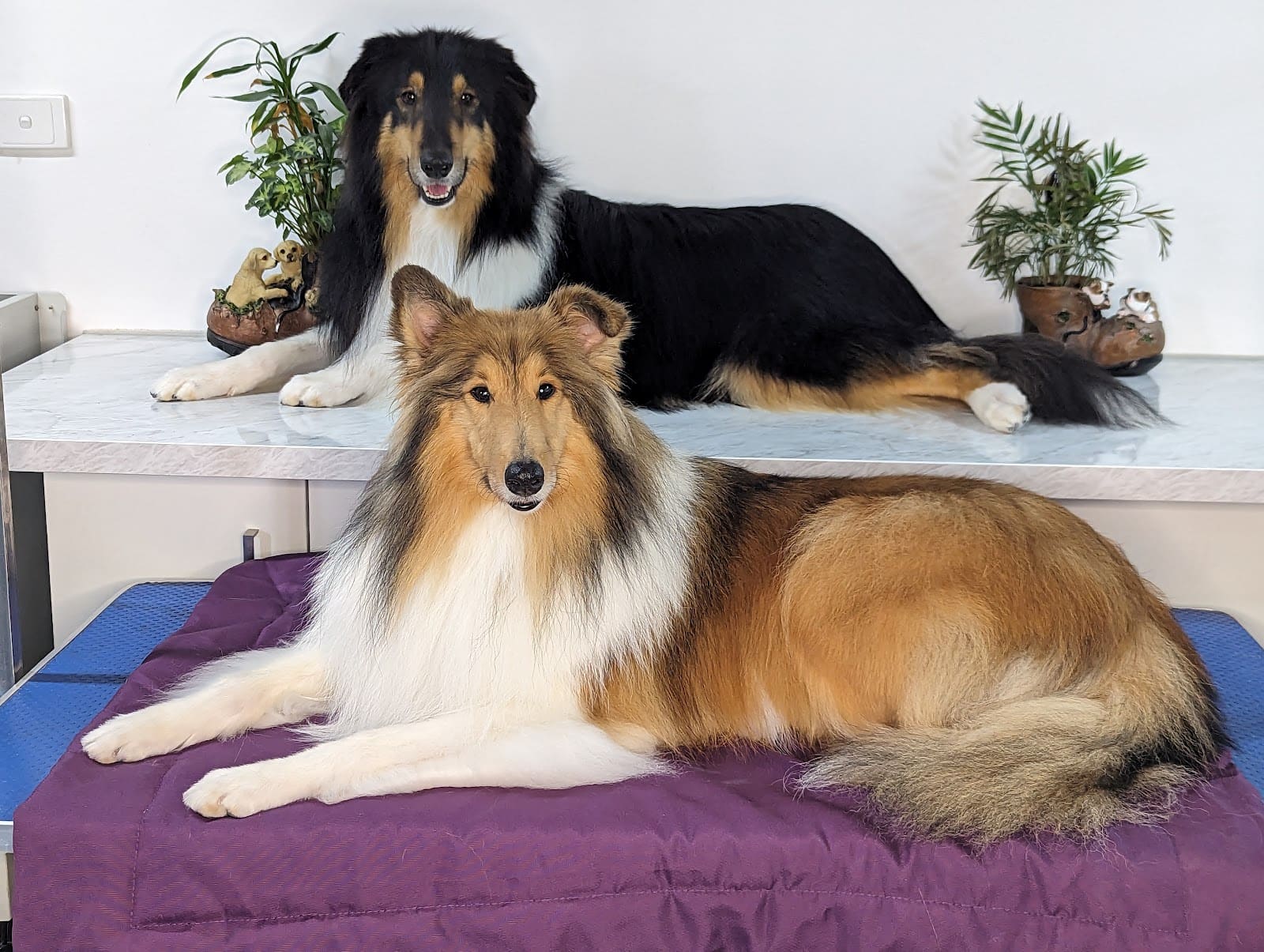 Bannockburn Dog Grooming and Pet Supplies
