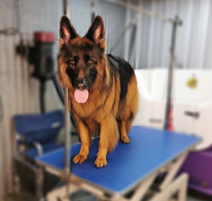 Bannockburn Dog Grooming and Pet Supplies