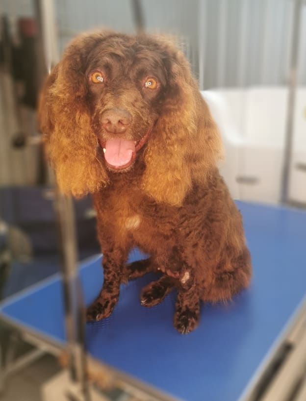 Bannockburn Dog Grooming and Pet Supplies