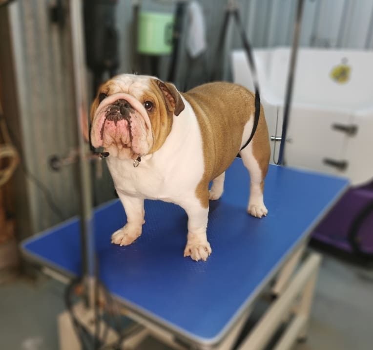 Bannockburn Dog Grooming and Pet Supplies