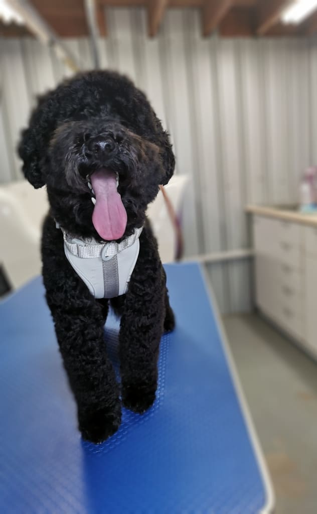 Bannockburn Dog Grooming and Pet Supplies