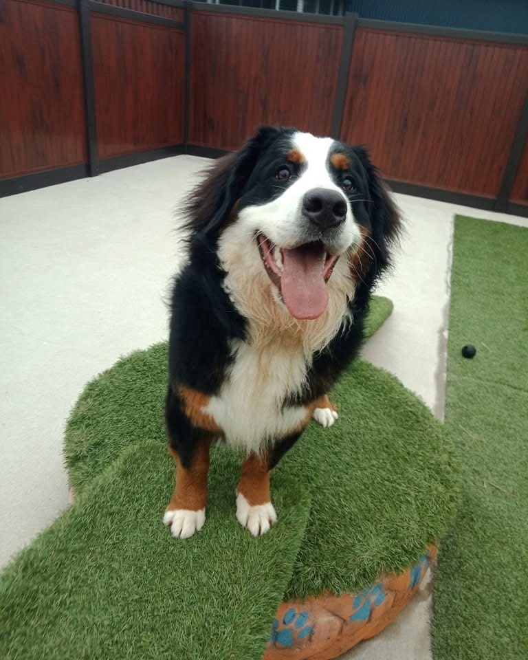 BFG dog care