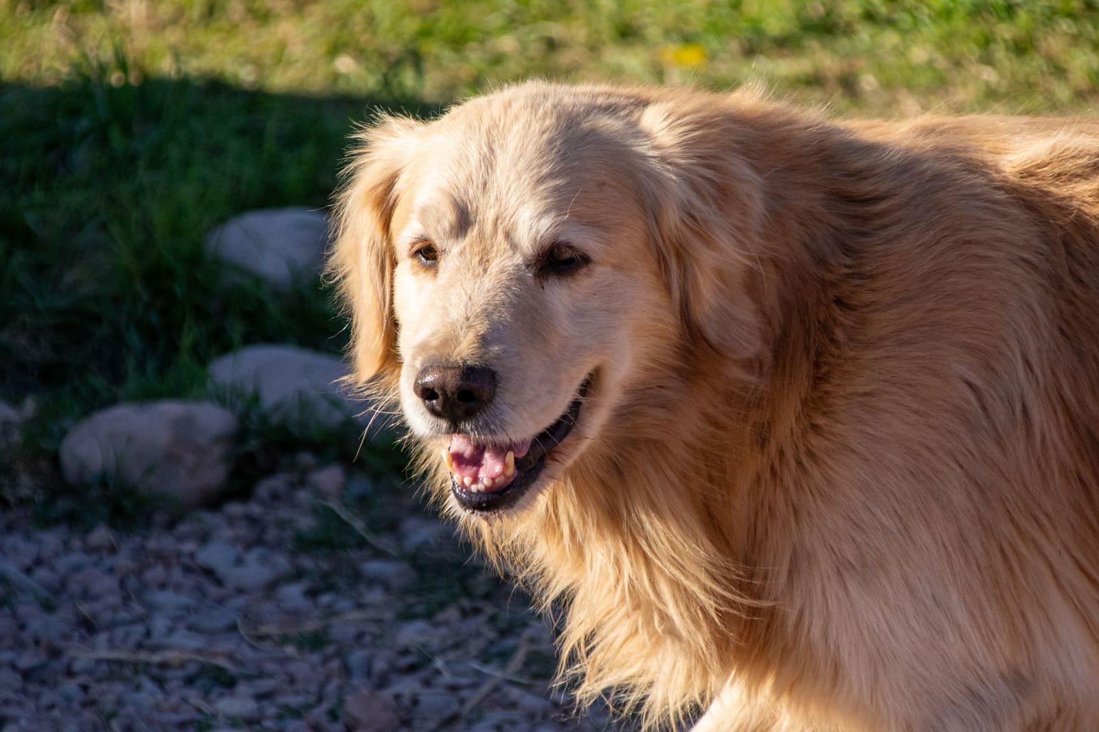 BFG dog care