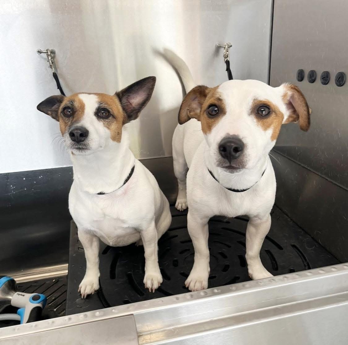BFG dog care — Pet Groomers