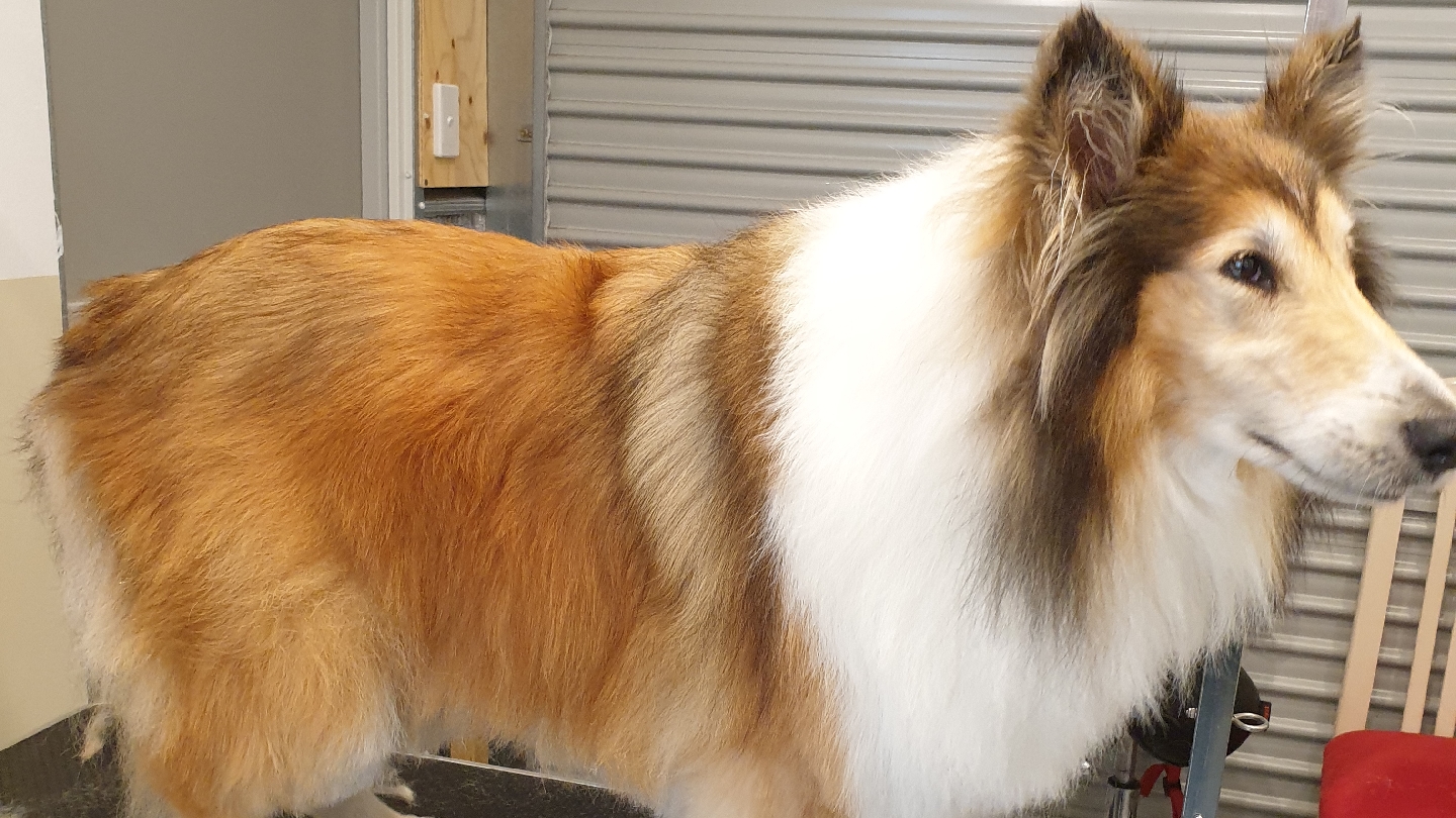 Peninsula Dog Spa — Pet Groomers