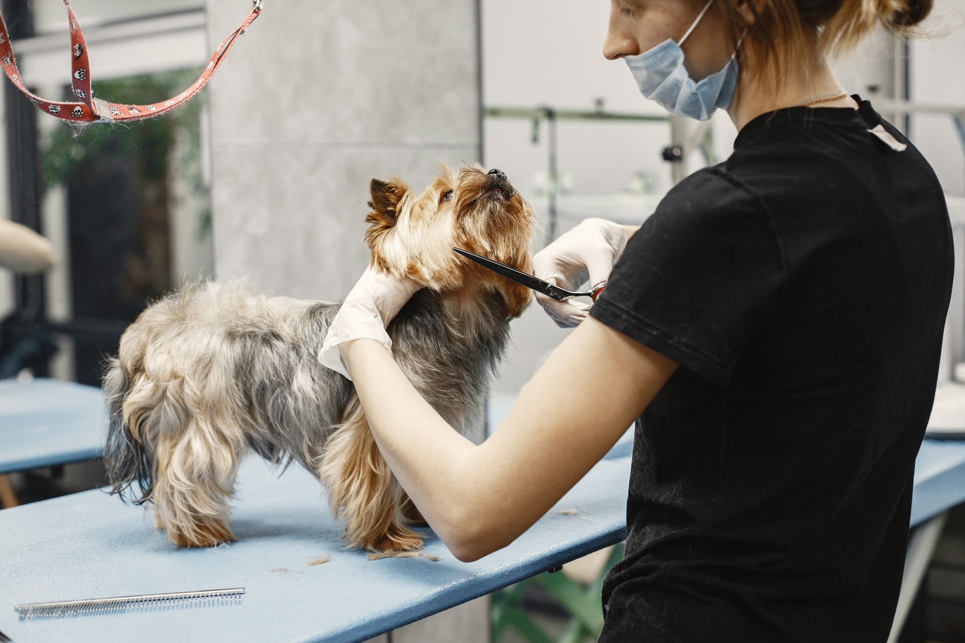 Peninsula Dog Spa