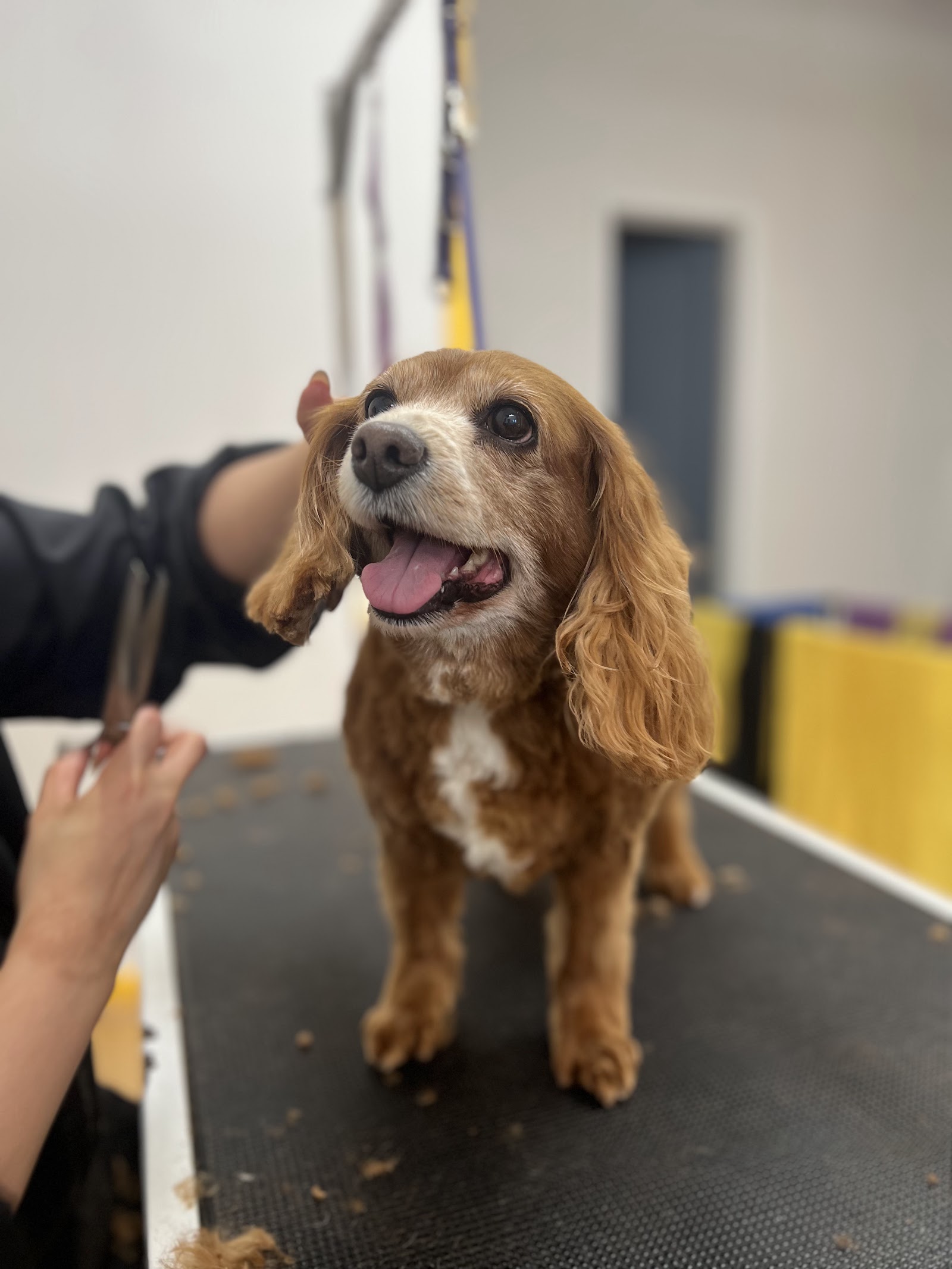MR. PET MELBOURNE
