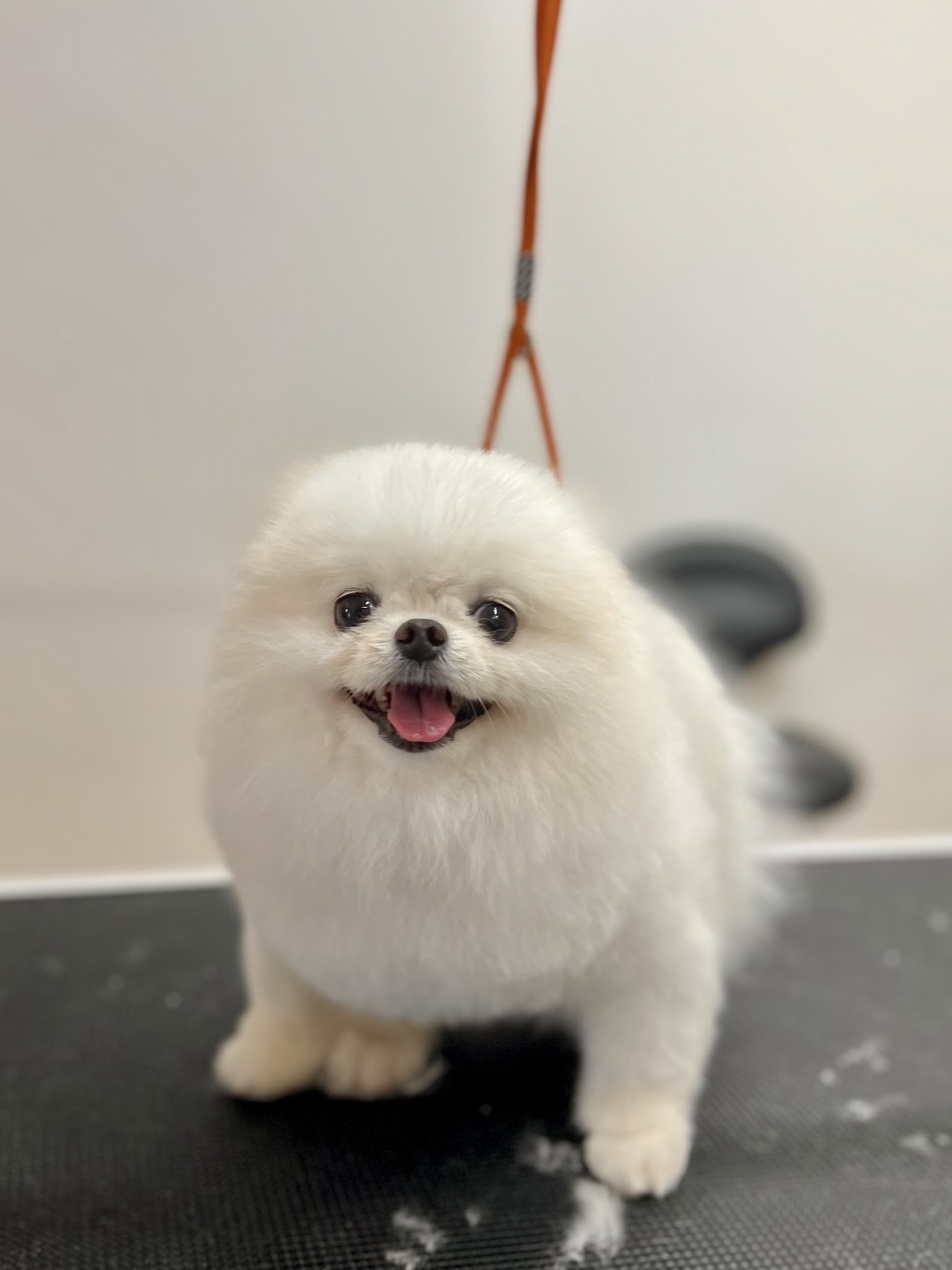 MR. PET MELBOURNE