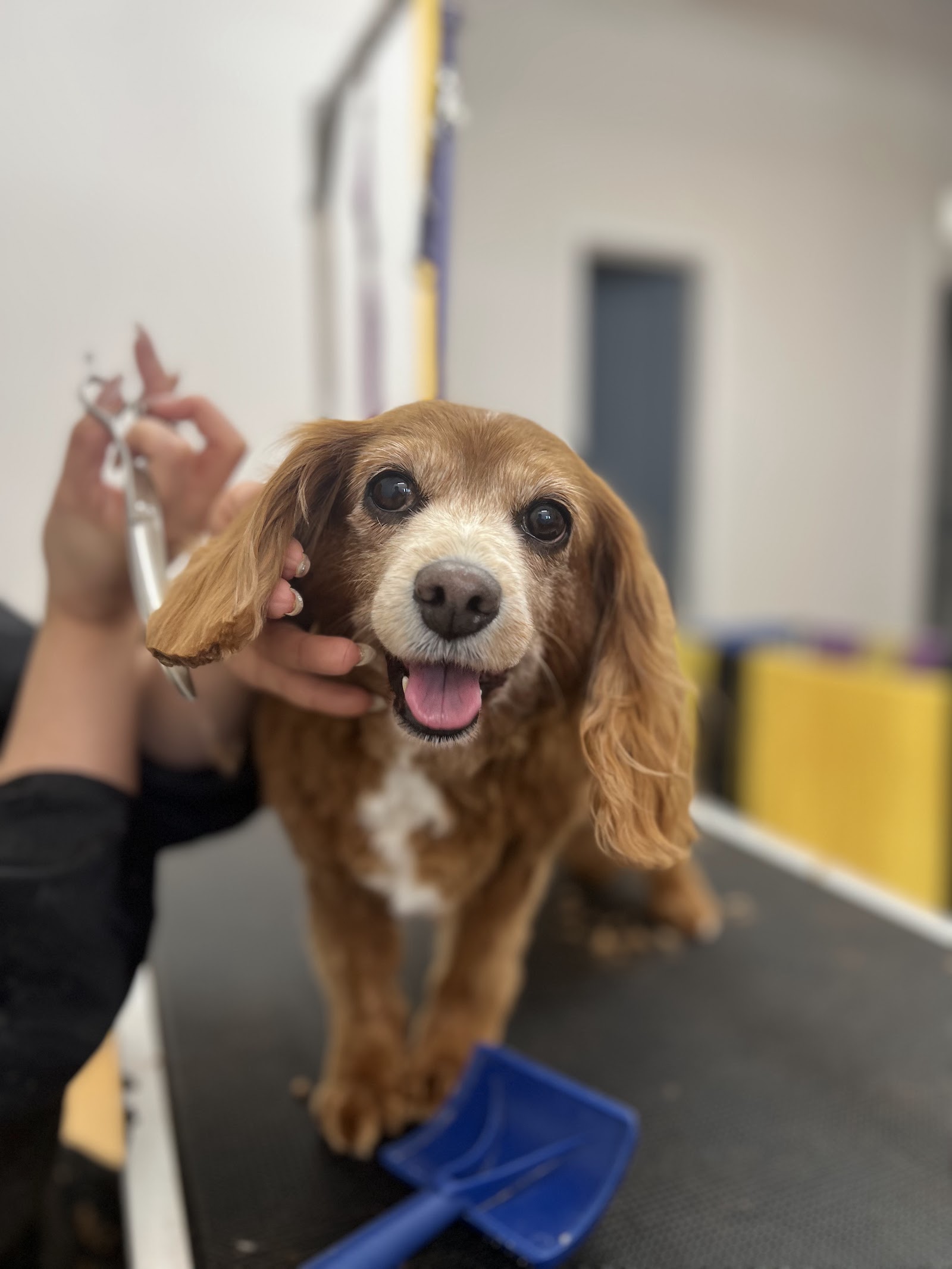 MR. PET MELBOURNE