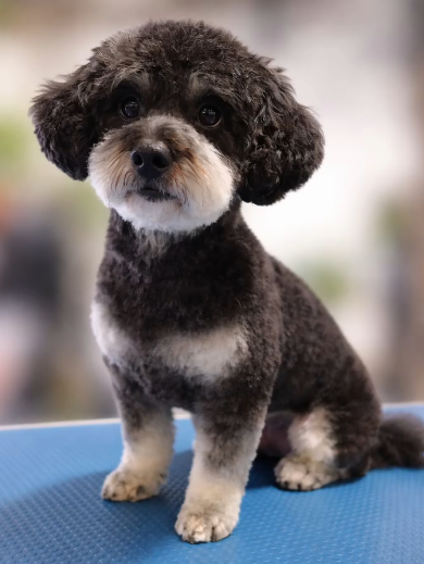 Groomify Dog Grooming — Pet Groomers