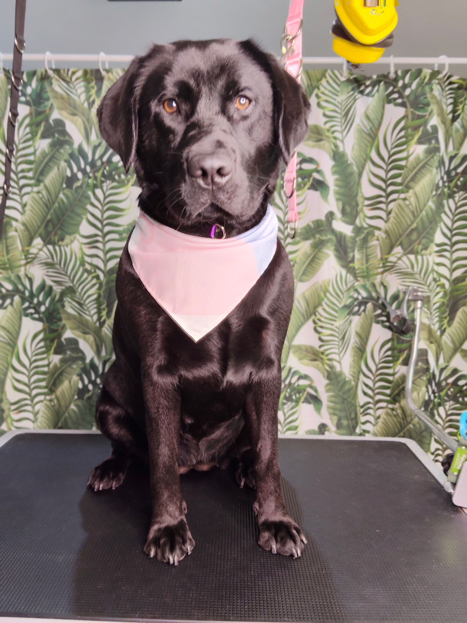 Groomify Dog Grooming