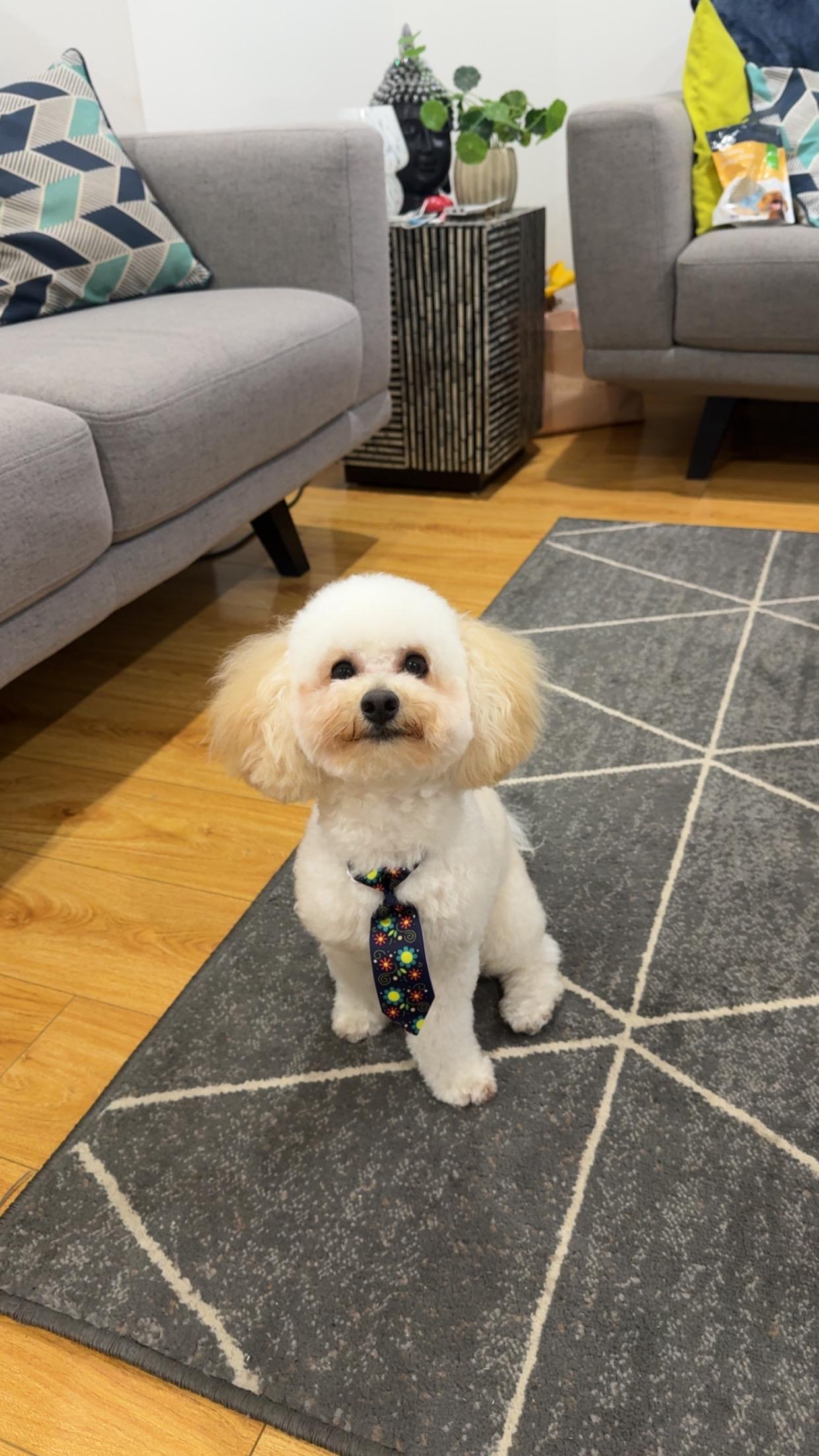 Groomify Dog Grooming