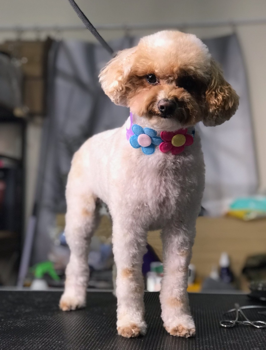 Groomify Dog Grooming
