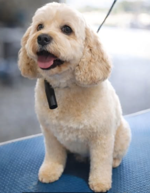 Groomify Dog Grooming