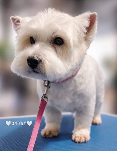 Groomify Dog Grooming