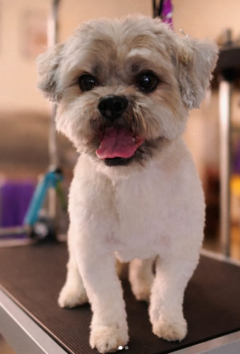 Groomify Dog Grooming