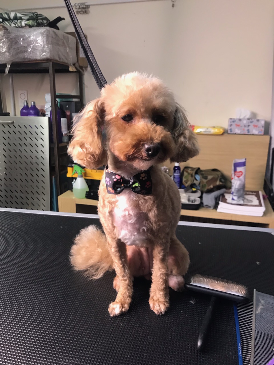 Groomify Dog Grooming