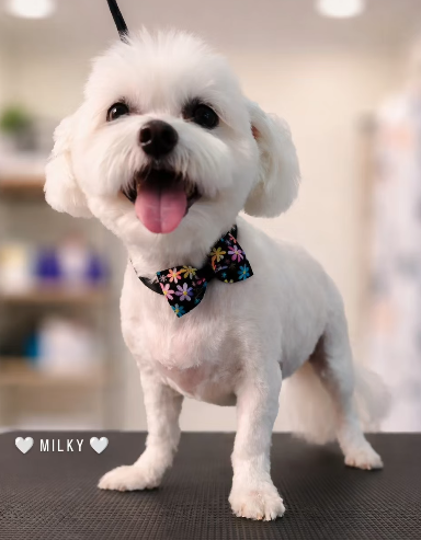 Groomify Dog Grooming