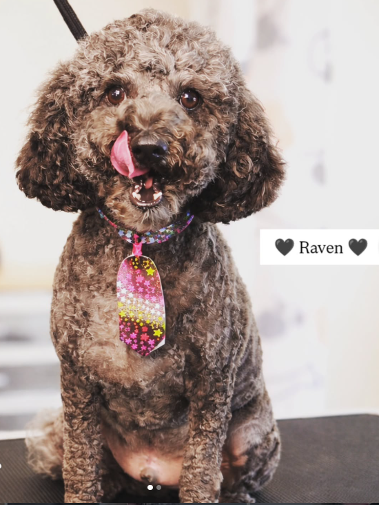 Groomify Dog Grooming