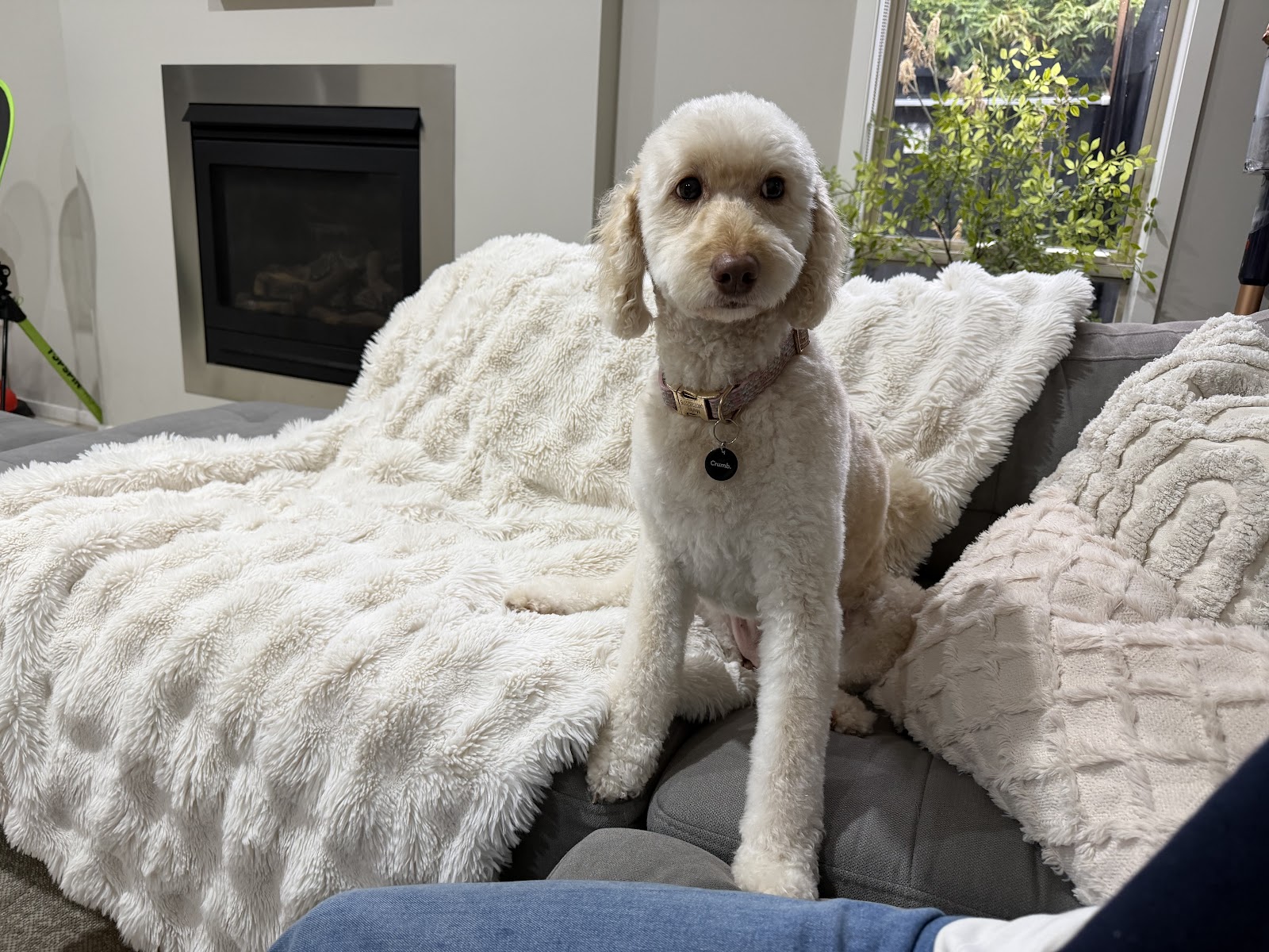 Groomify Dog Grooming