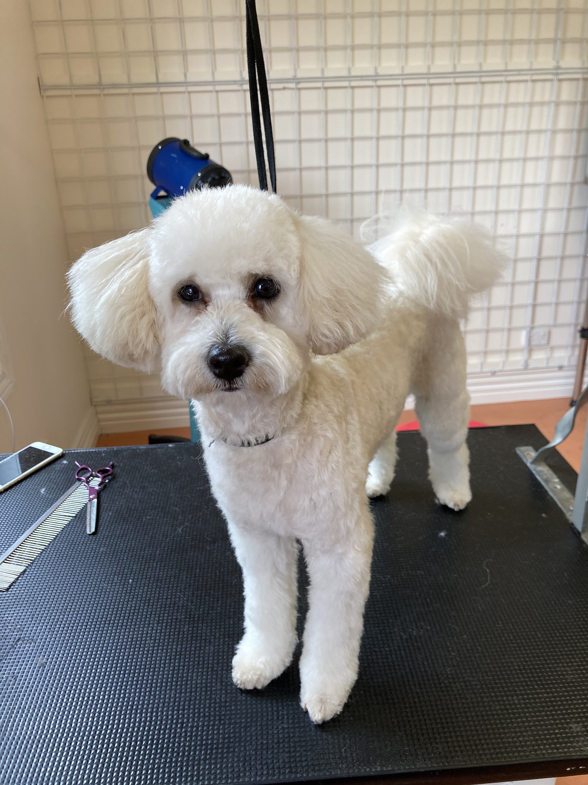 paw-laz dog grooming 22 bray street Bendigo — Pet Groomers