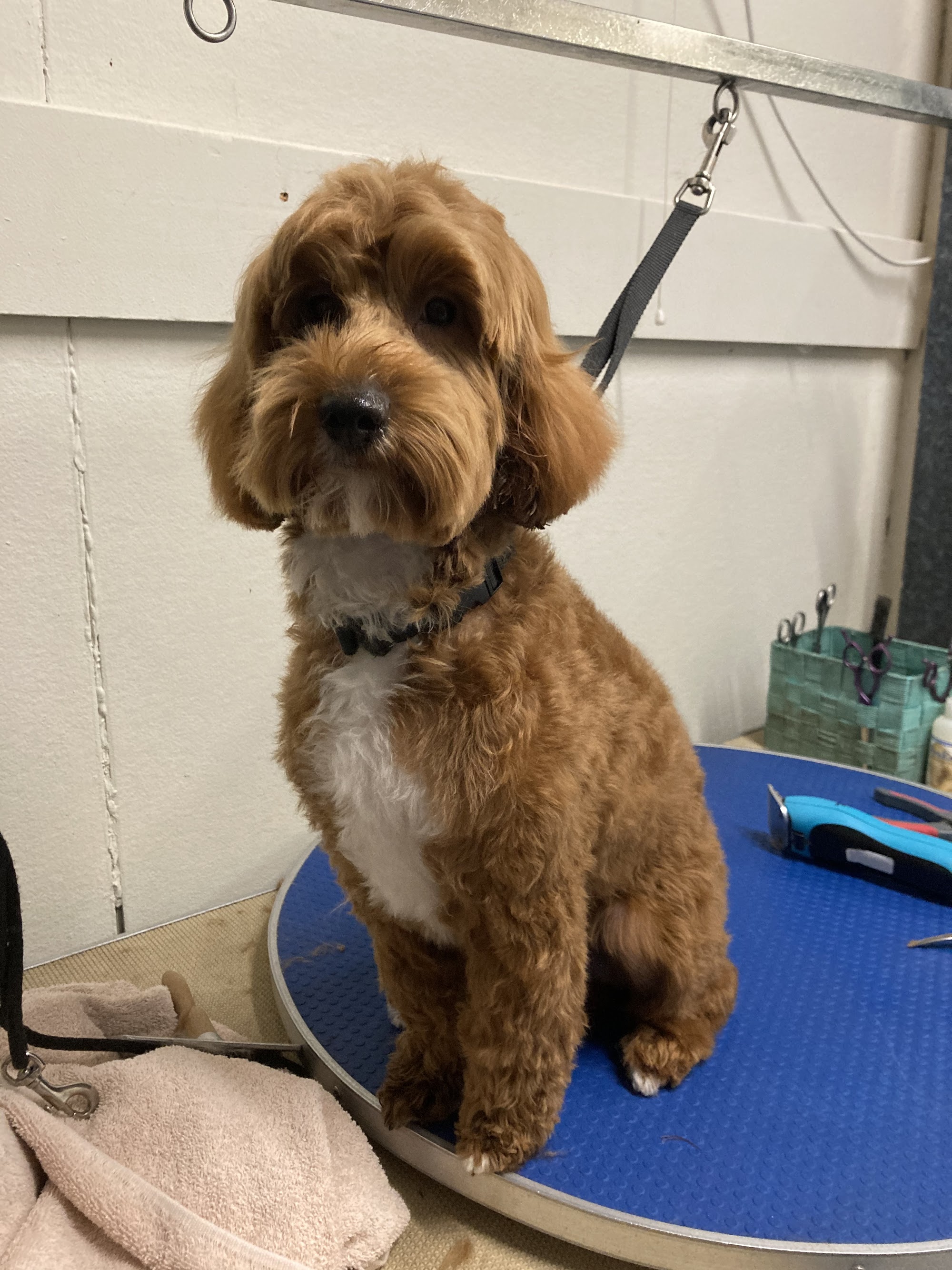 paw-laz dog grooming 22 bray street Bendigo