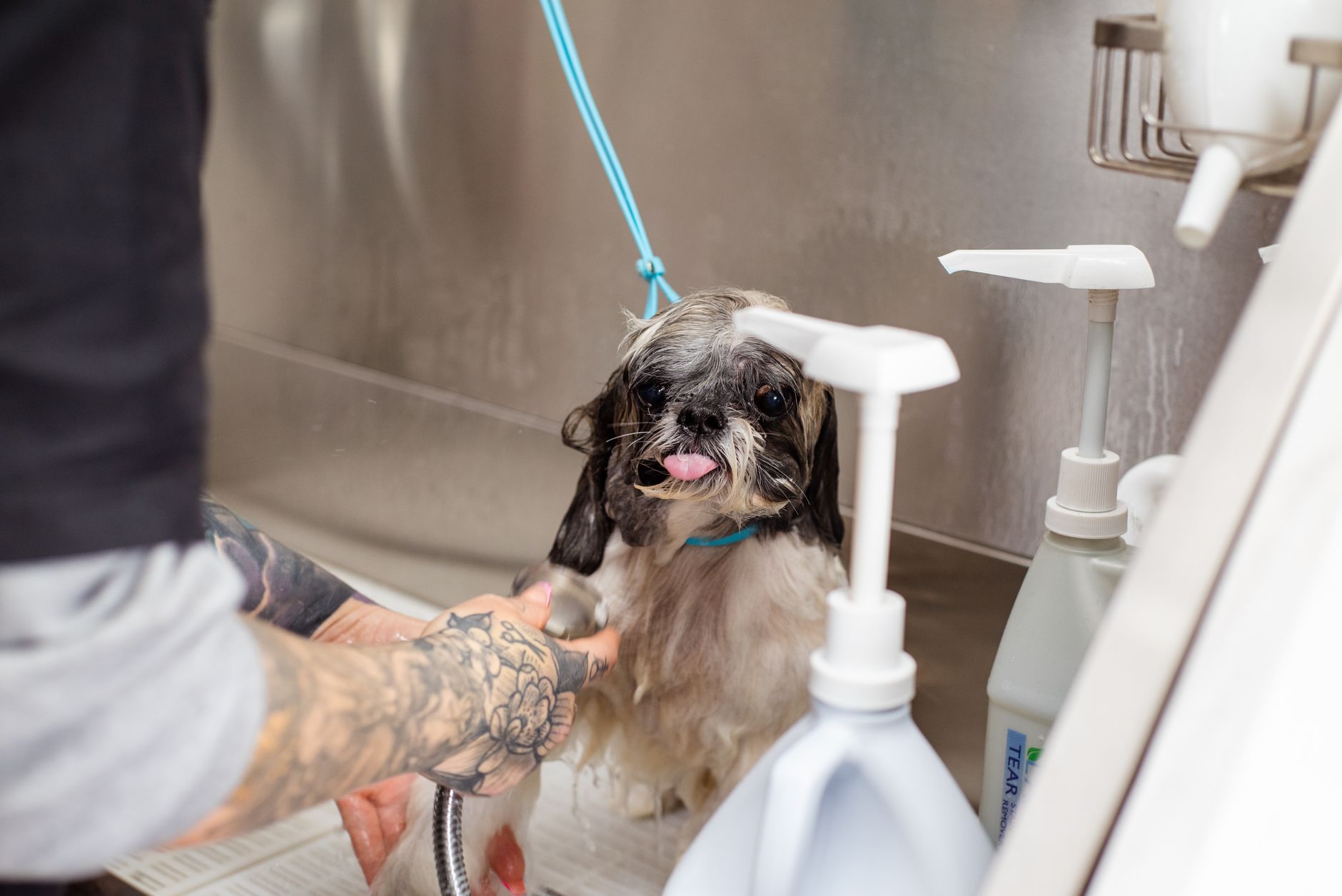 Jim's Dog Wash California Gully