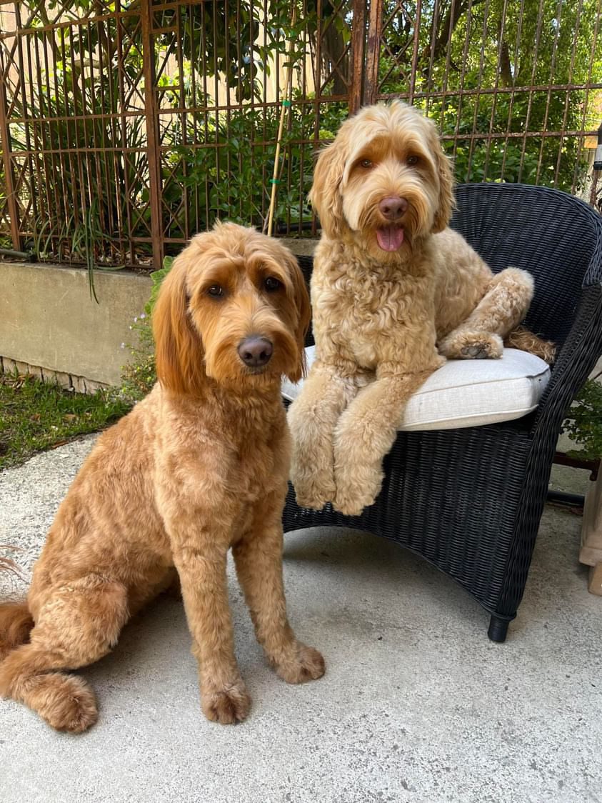 Luxe Pups Bendigo — Pet Groomers