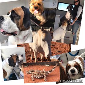 PAMPERED PETS WYCHEPROOF — Pet Groomers