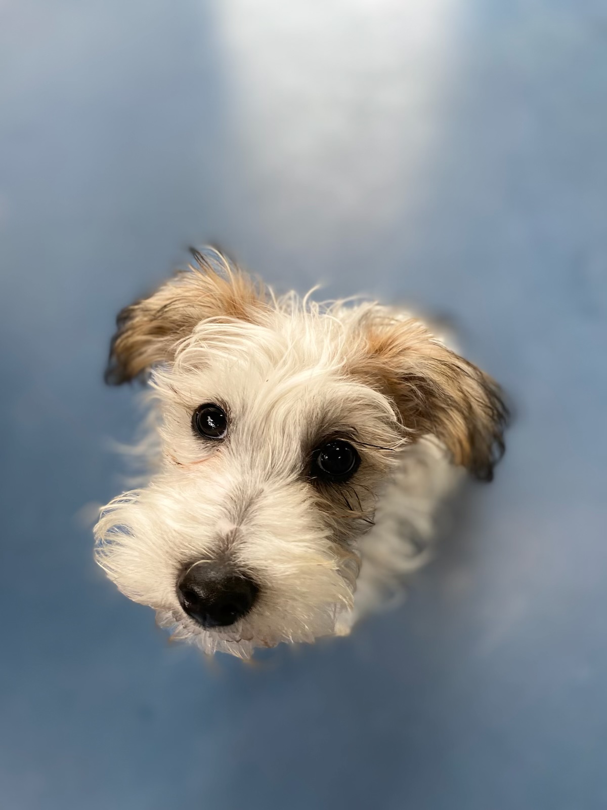 PAMPERED PETS WYCHEPROOF