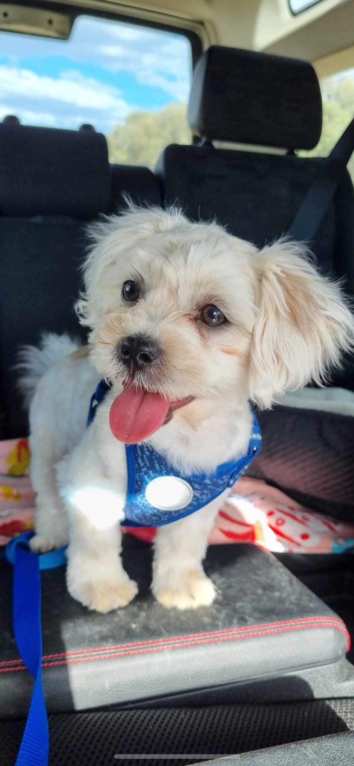 PAMPERED PETS WYCHEPROOF