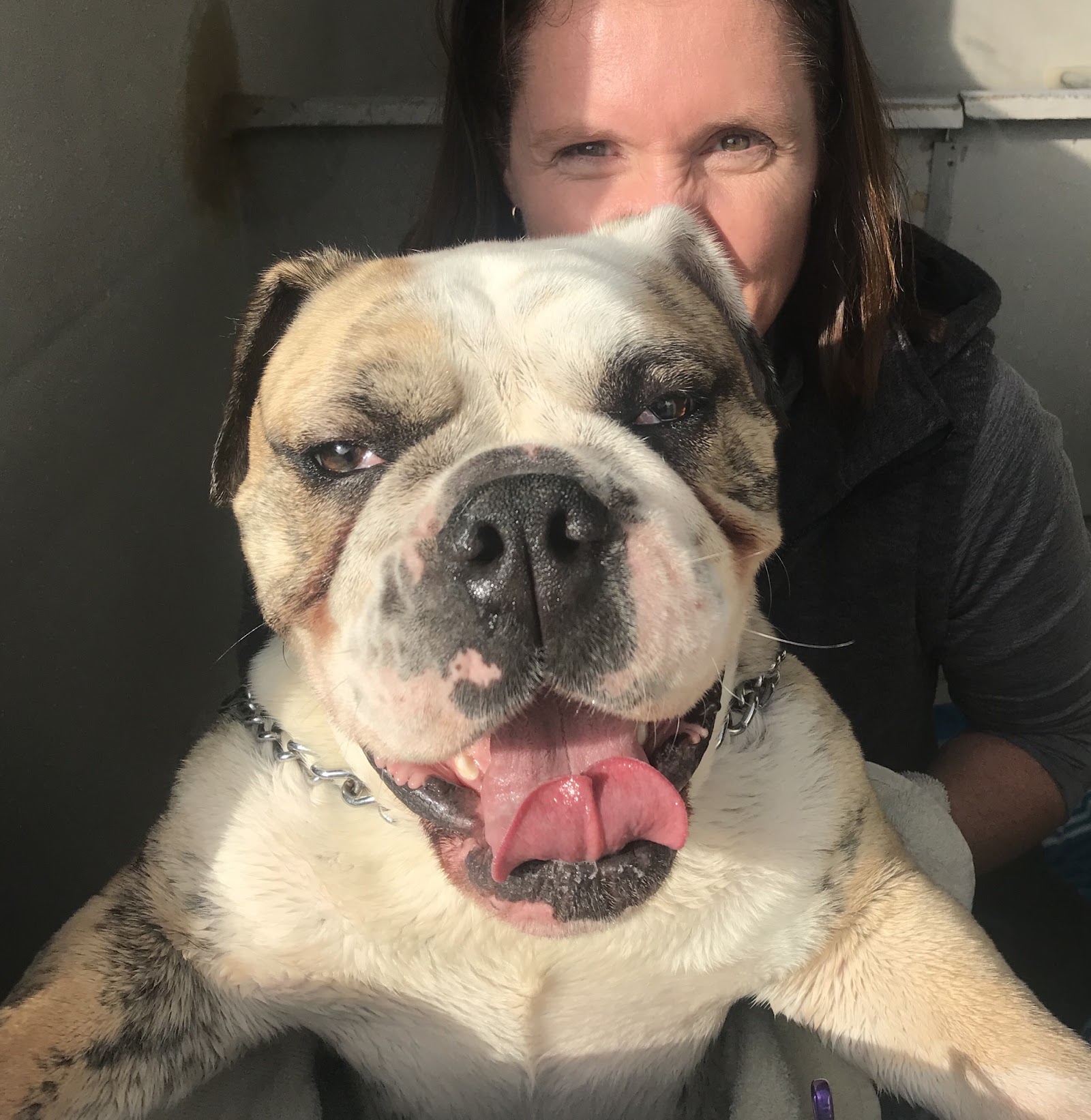 PAMPERED PETS WYCHEPROOF
