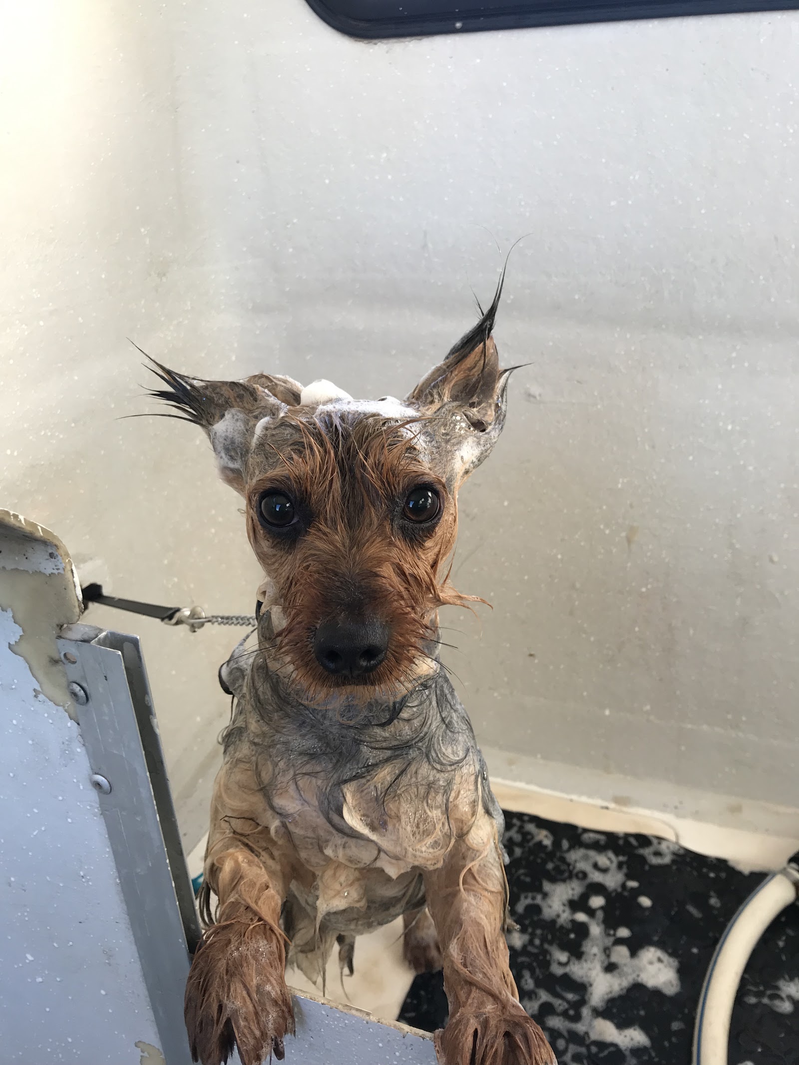 PAMPERED PETS WYCHEPROOF