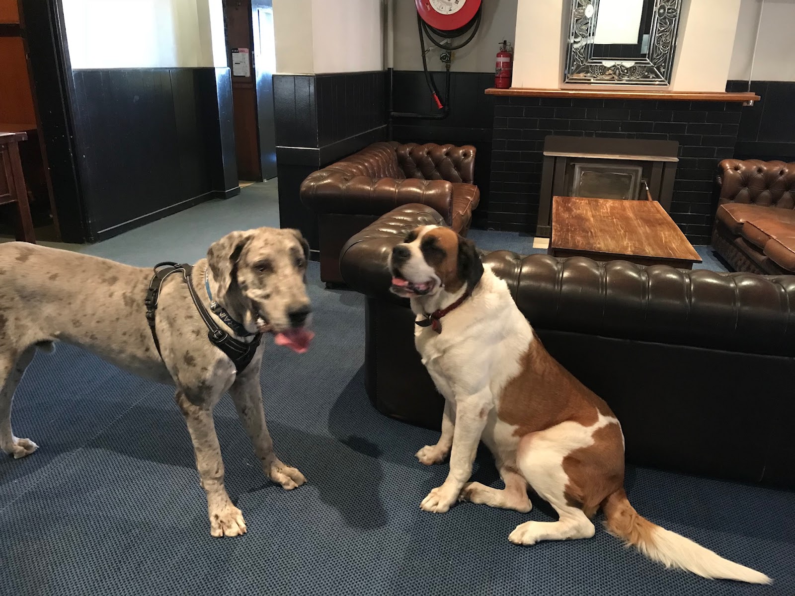 PAMPERED PETS WYCHEPROOF