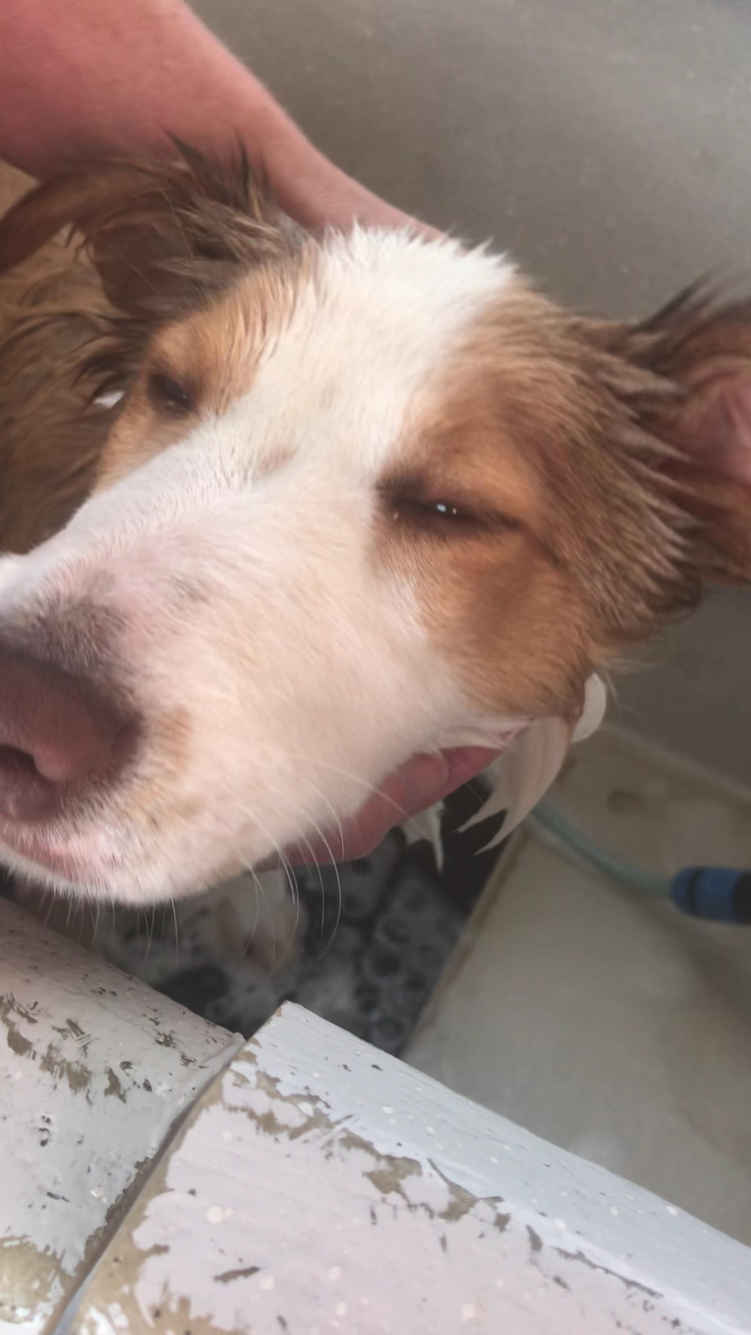 PAMPERED PETS WYCHEPROOF