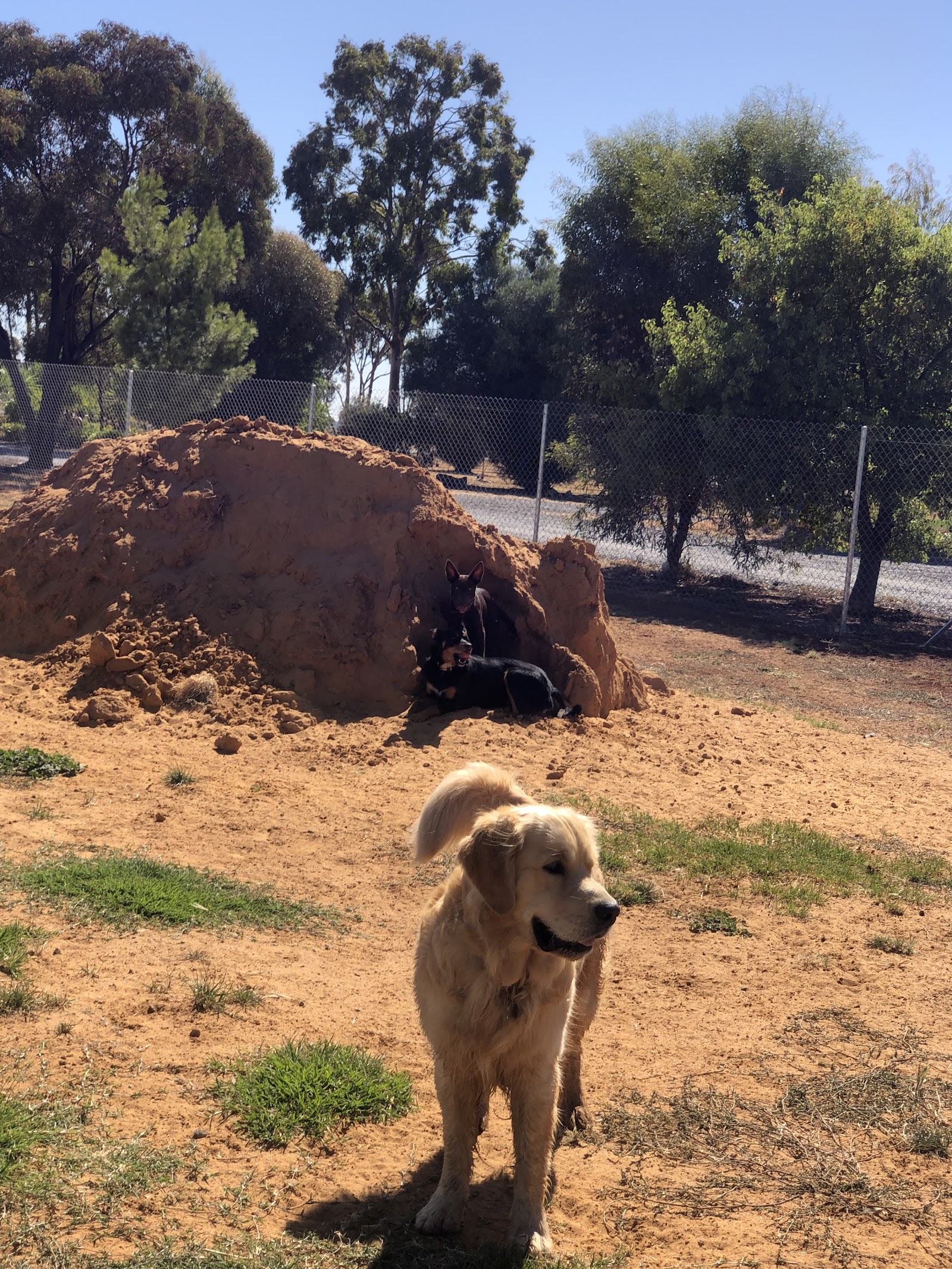 PAMPERED PETS WYCHEPROOF