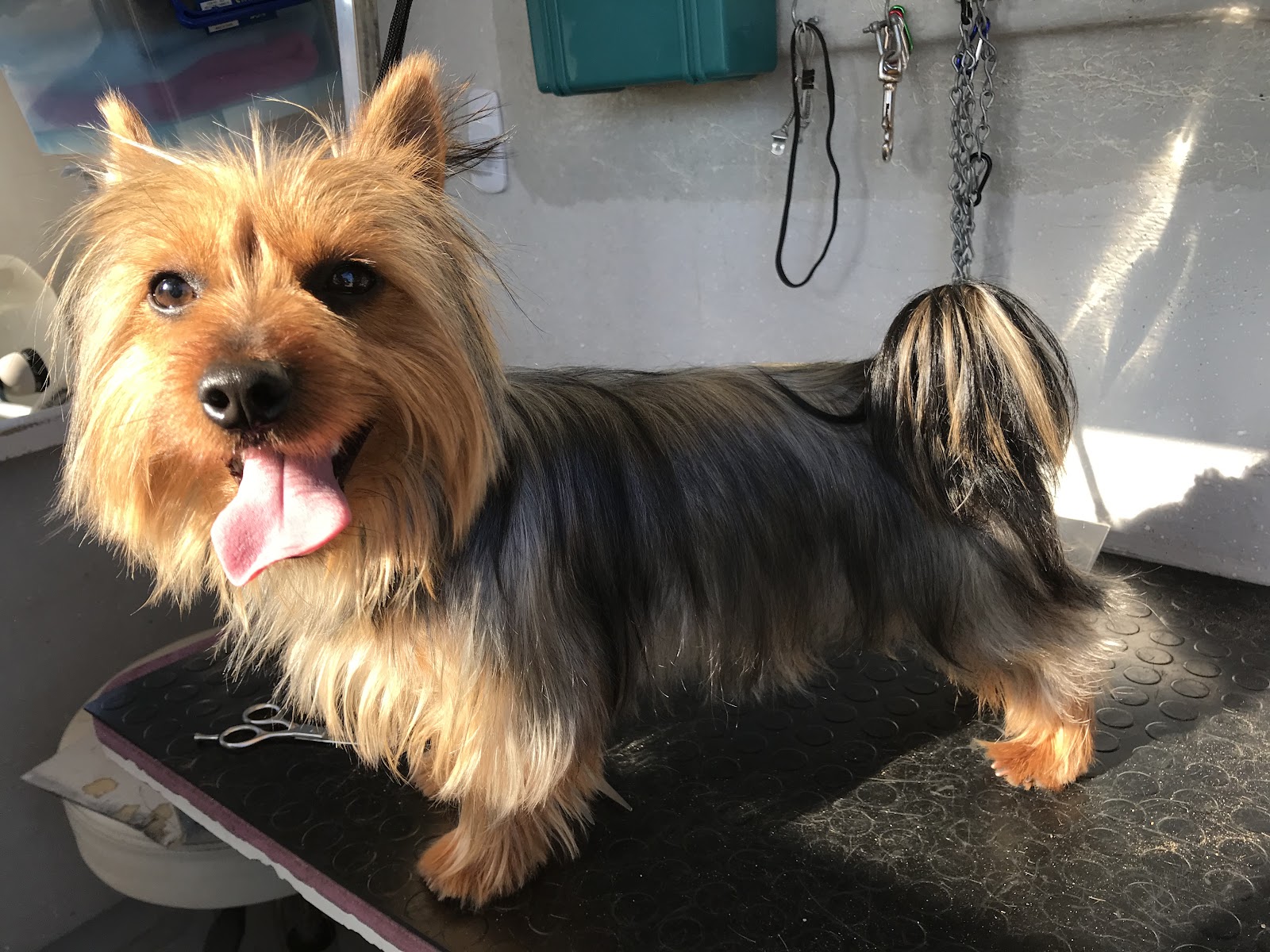 PAMPERED PETS WYCHEPROOF