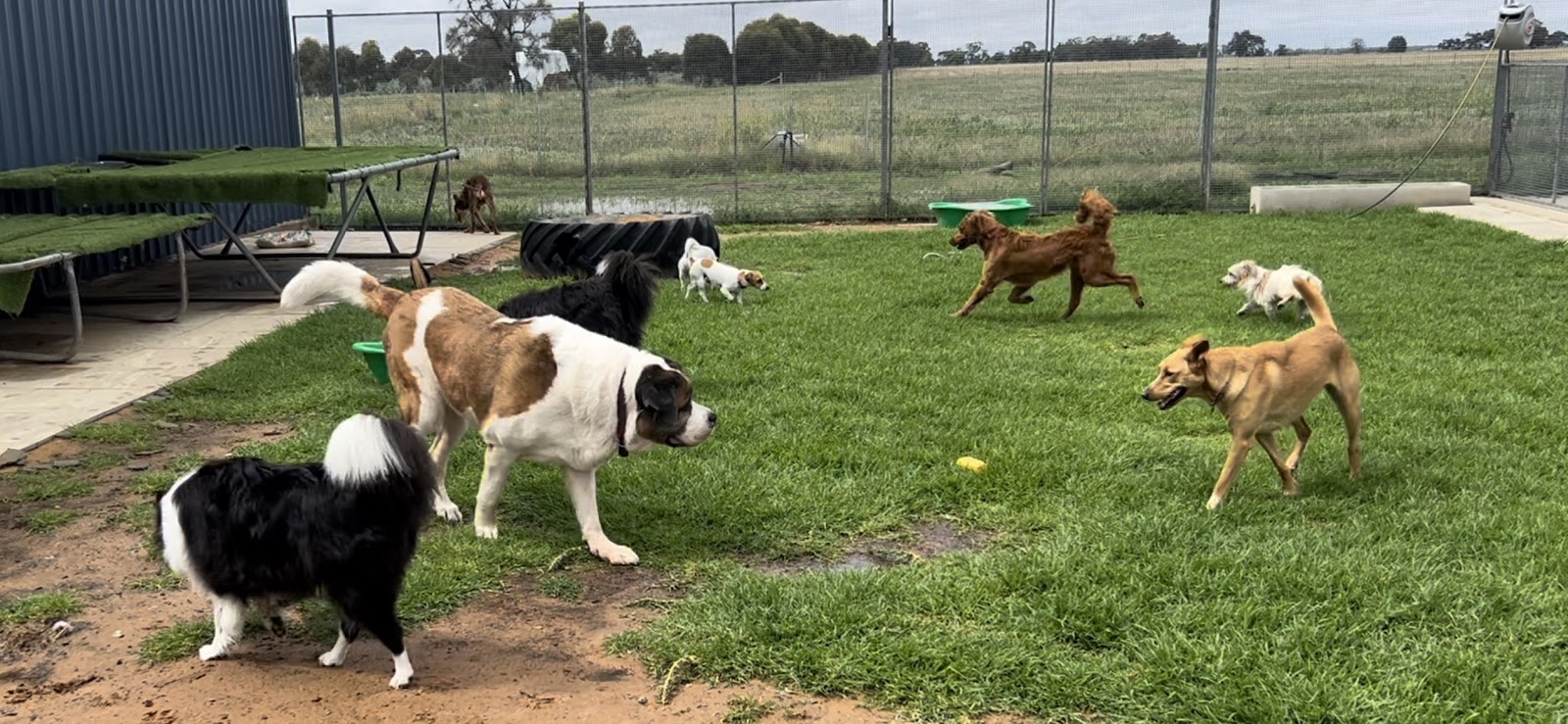 PAMPERED PETS WYCHEPROOF