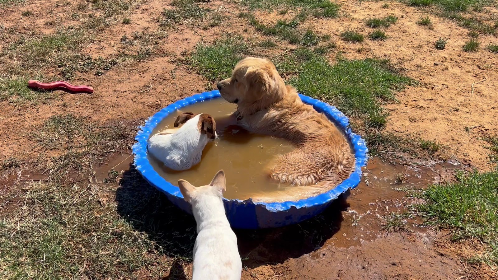 PAMPERED PETS WYCHEPROOF