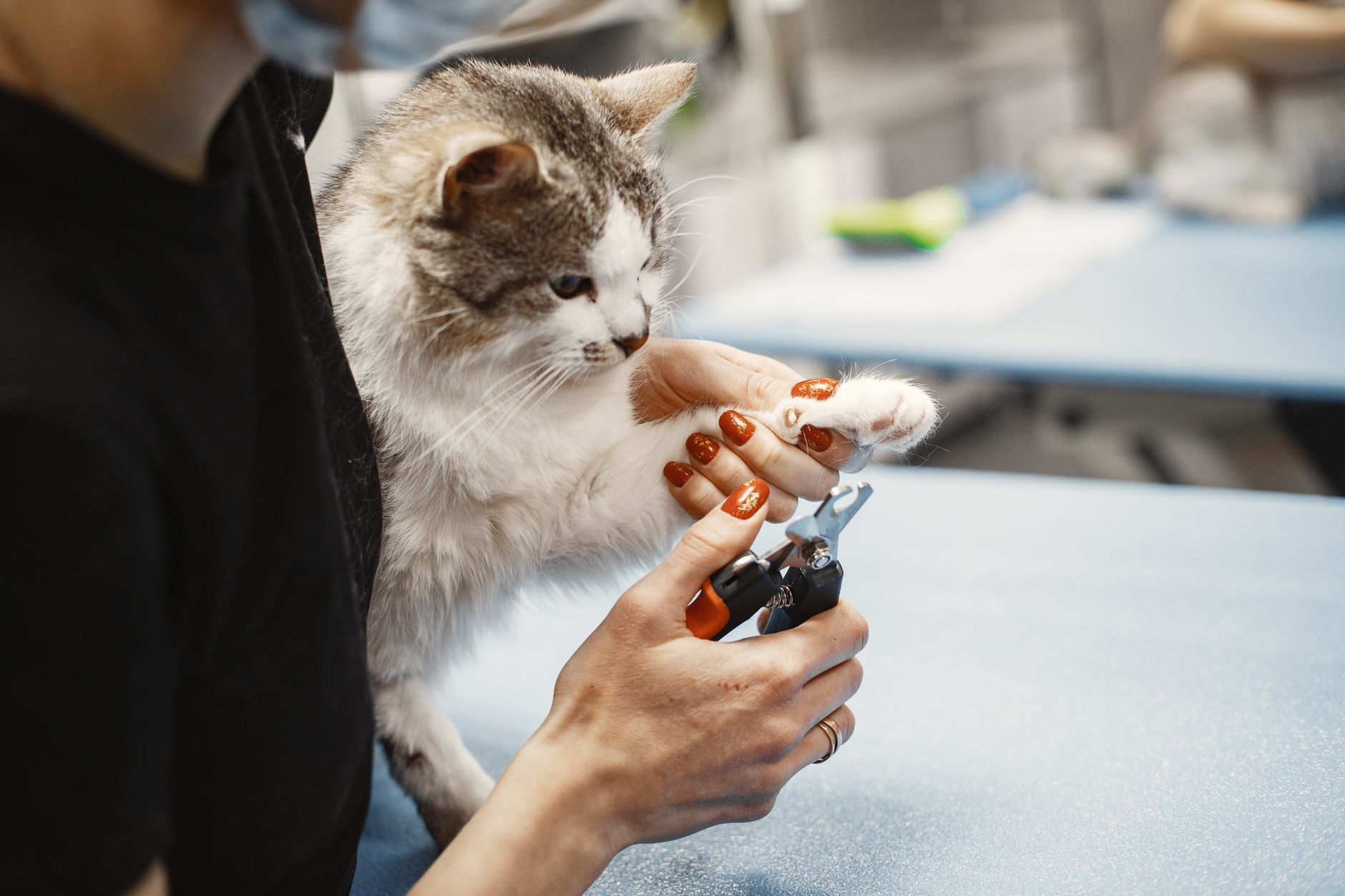 Coonabarabran Veterinary Surgery