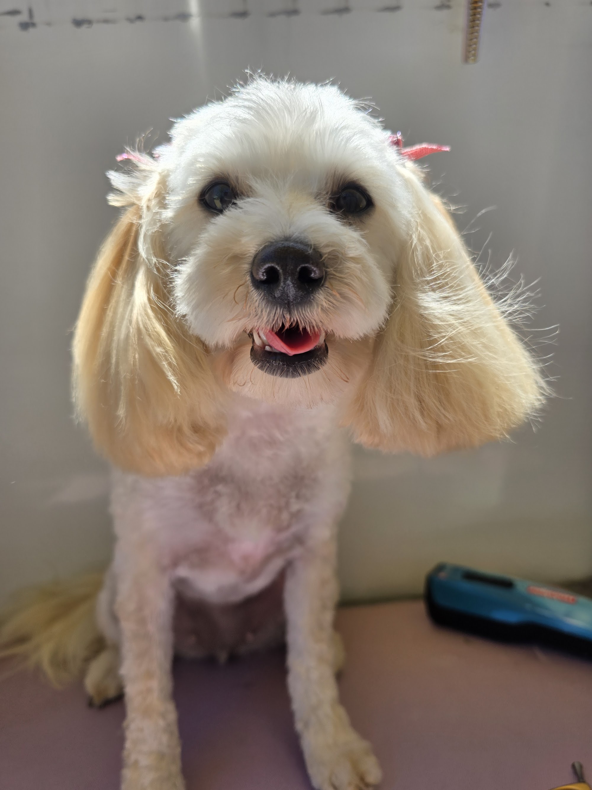 Bex Diamond Dogz — Pet Groomers