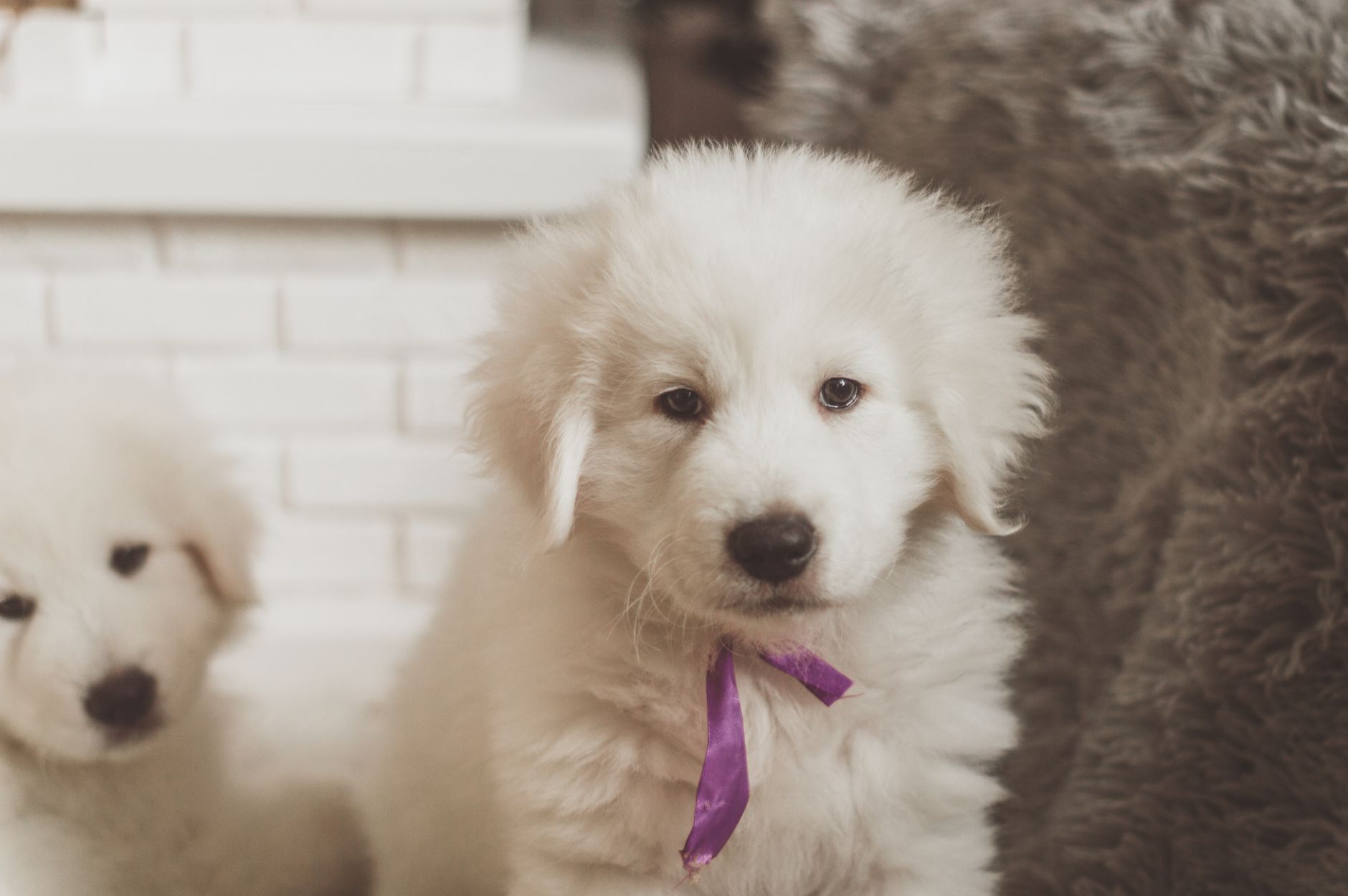 Woodlands Puppies — Pet Groomers