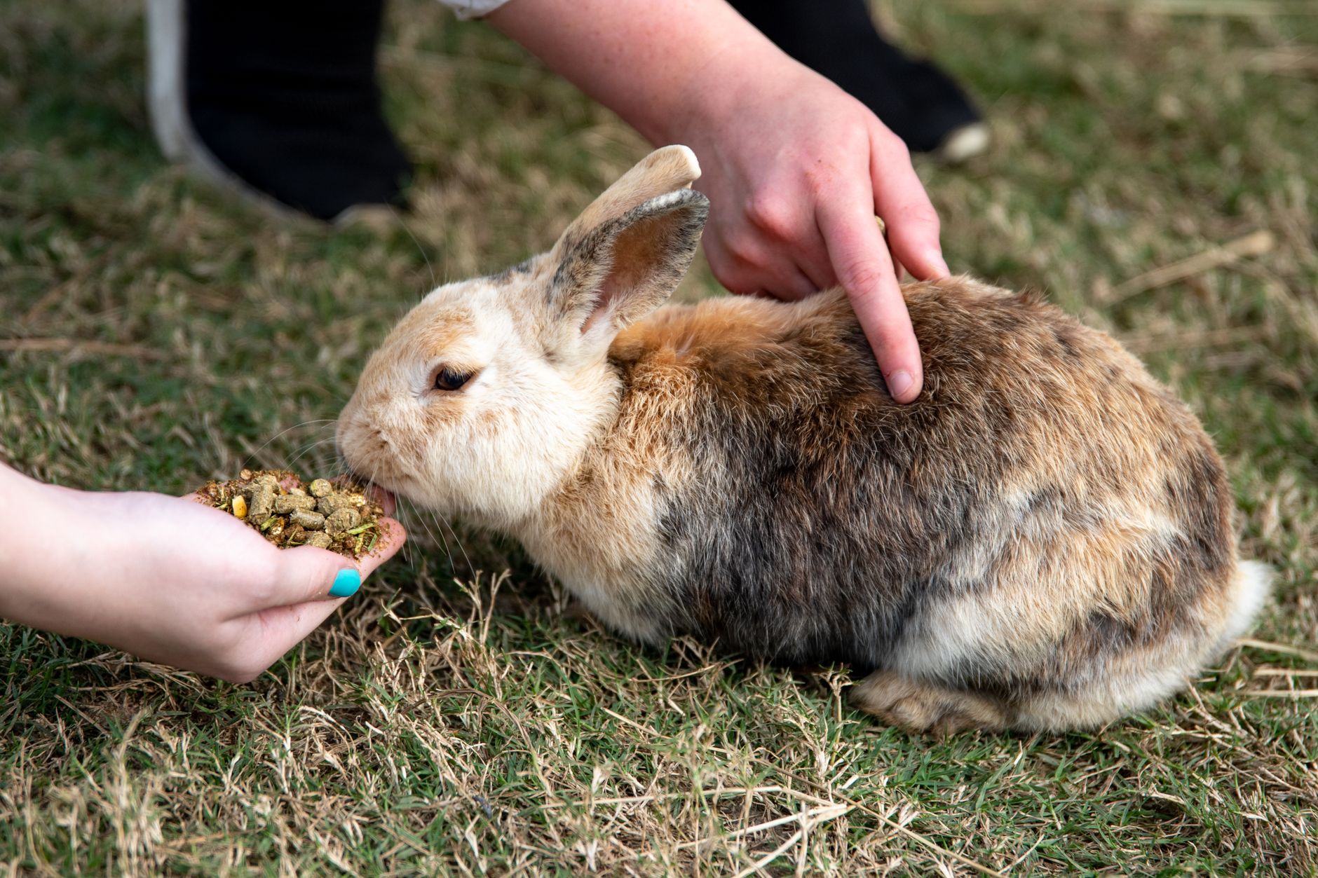 Tamworth Pet Centre
