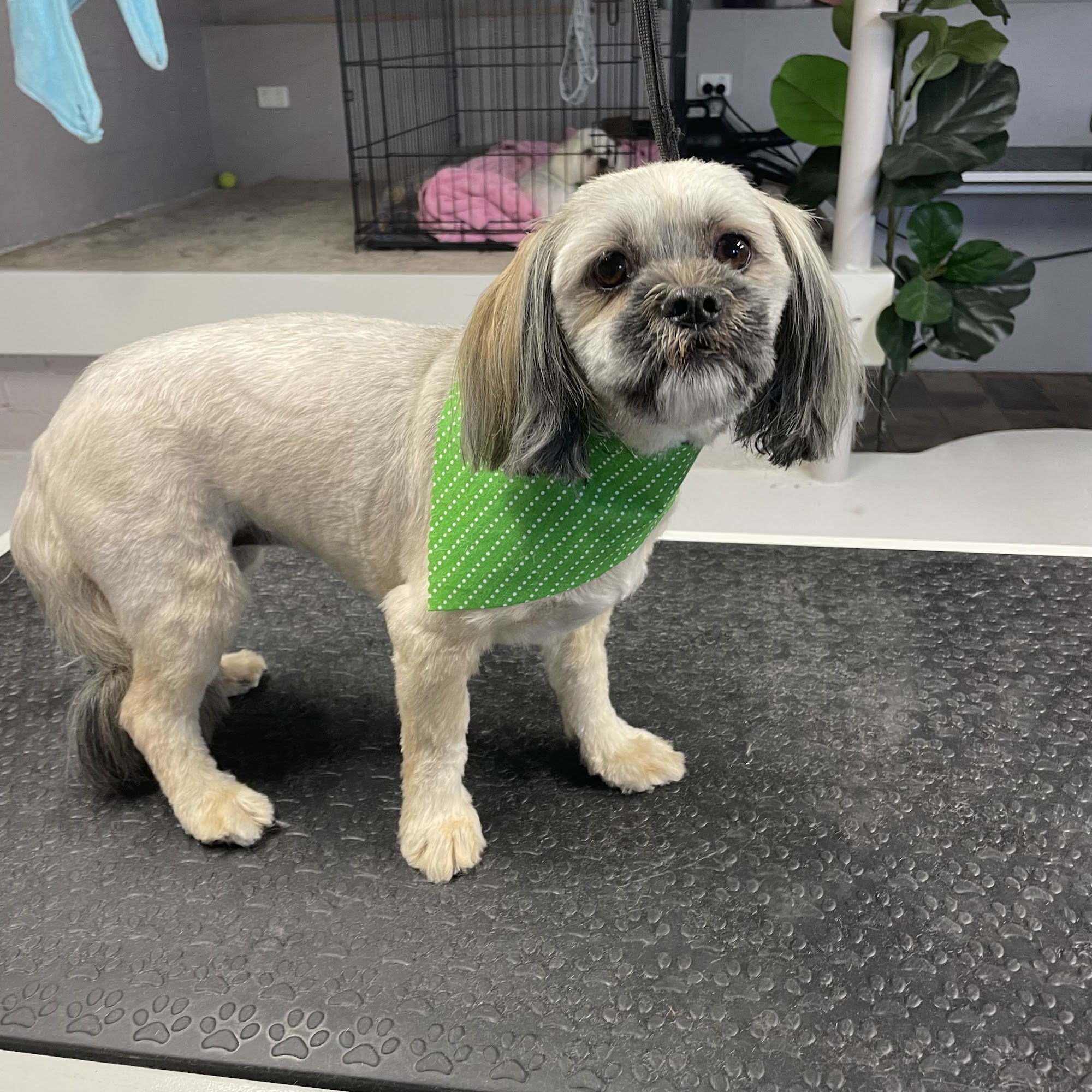 Every Man & His Dog Groomers — Pet Groomers